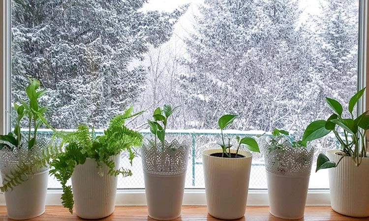 روش صحیح آبیاری گیاهان در زمستان برای حفظ شادابی