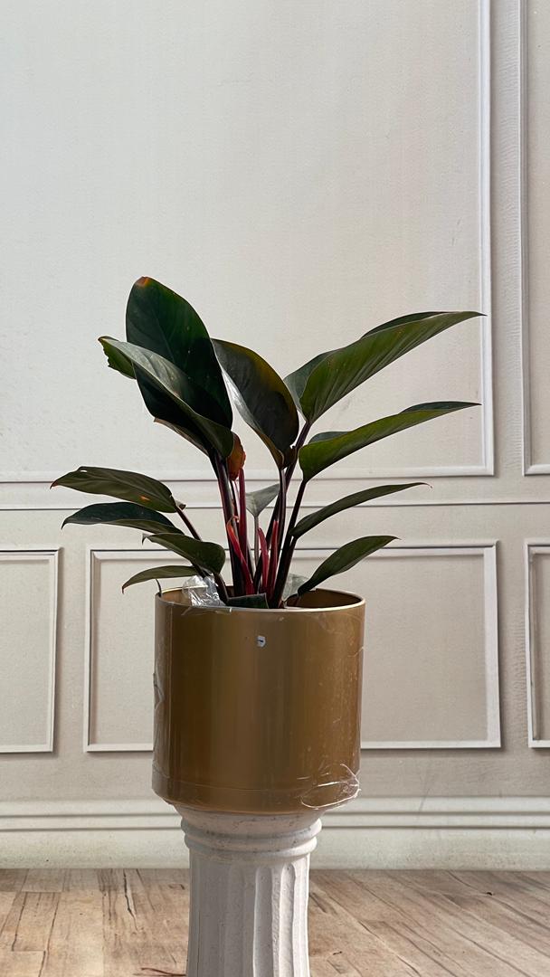 باکس گل مخصوص لیلیسا - image 1