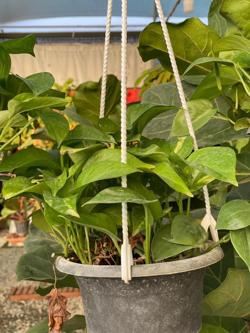 گل تبریک - image 1